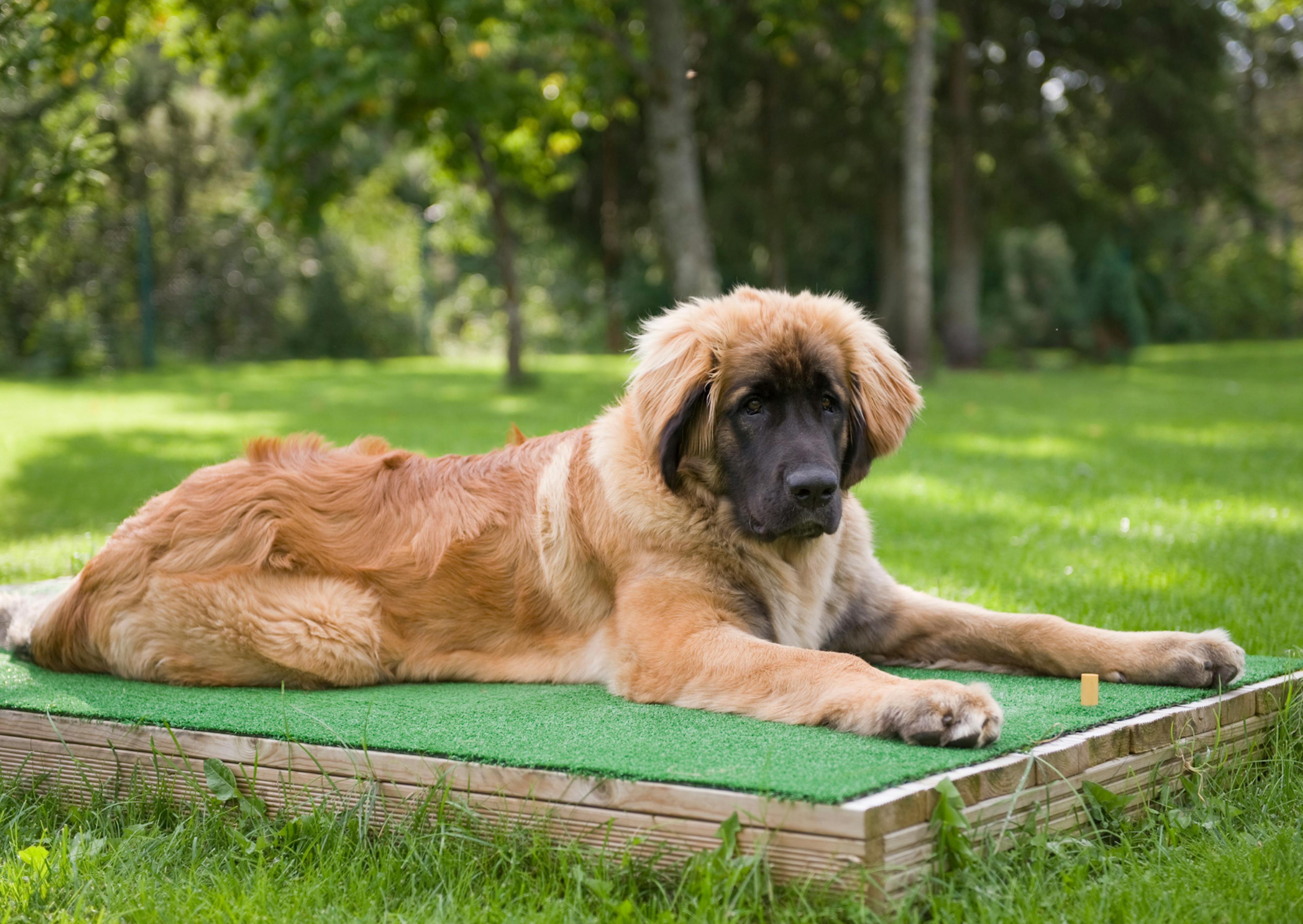 Leonberg chiot, couché dans l'herbe