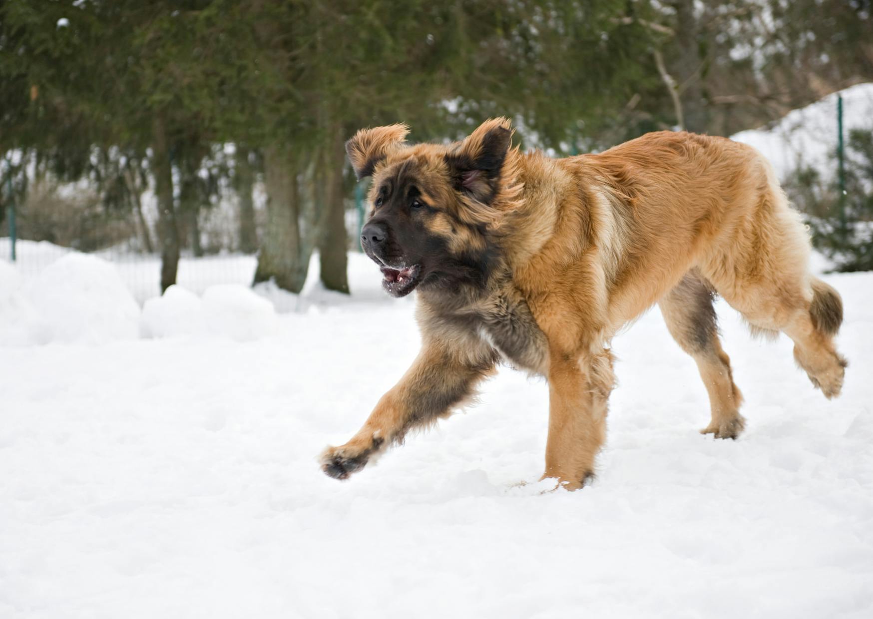 Leonberg qui court dans la neige