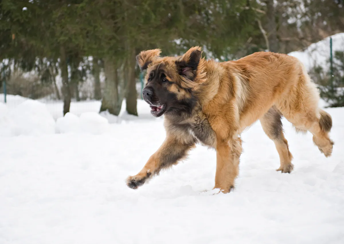 Leonberg qui court dans la neige 