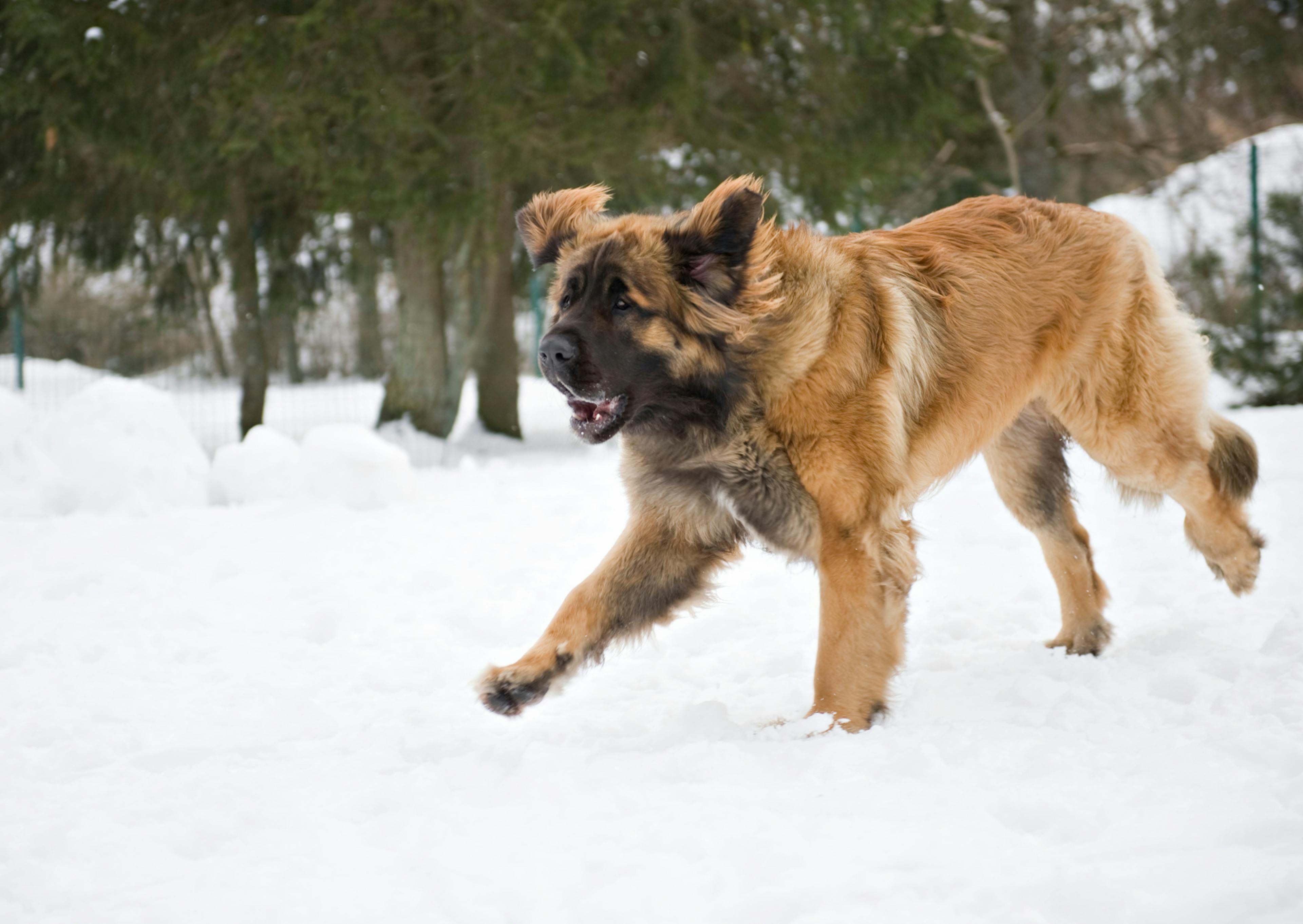 Leonberg qui court dans la neige 