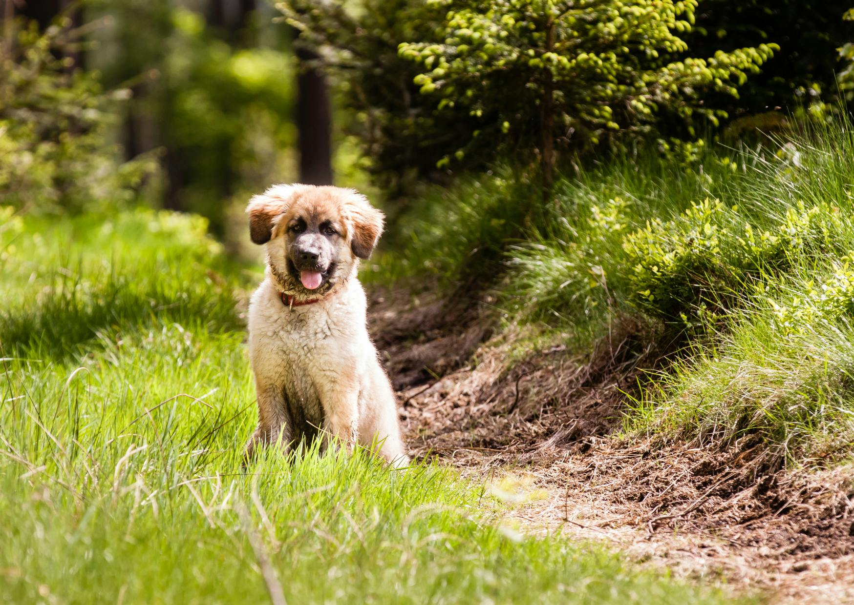 Leonberg chiot assis sur un santier