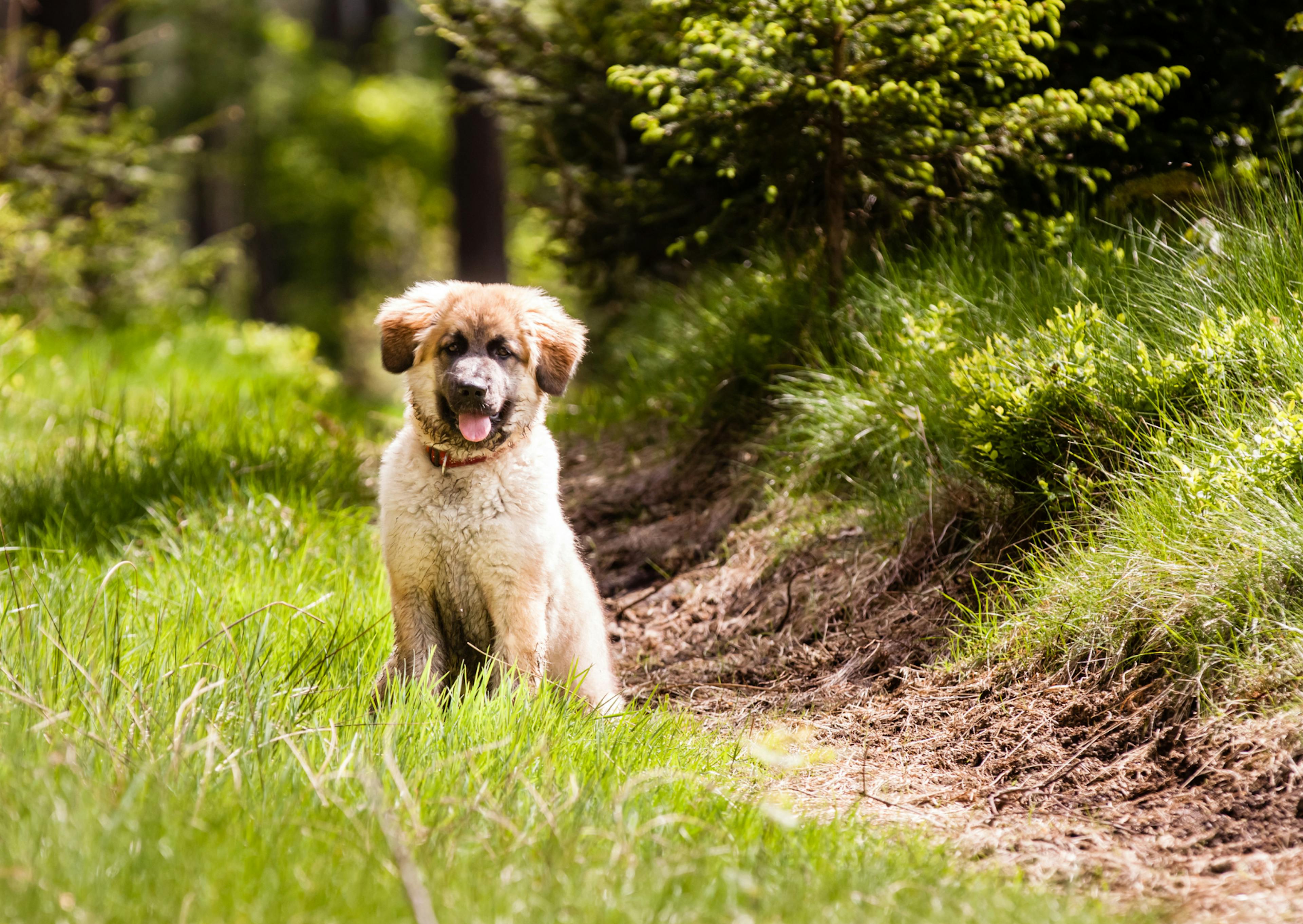 Leonberg chiot assis sur un santier 