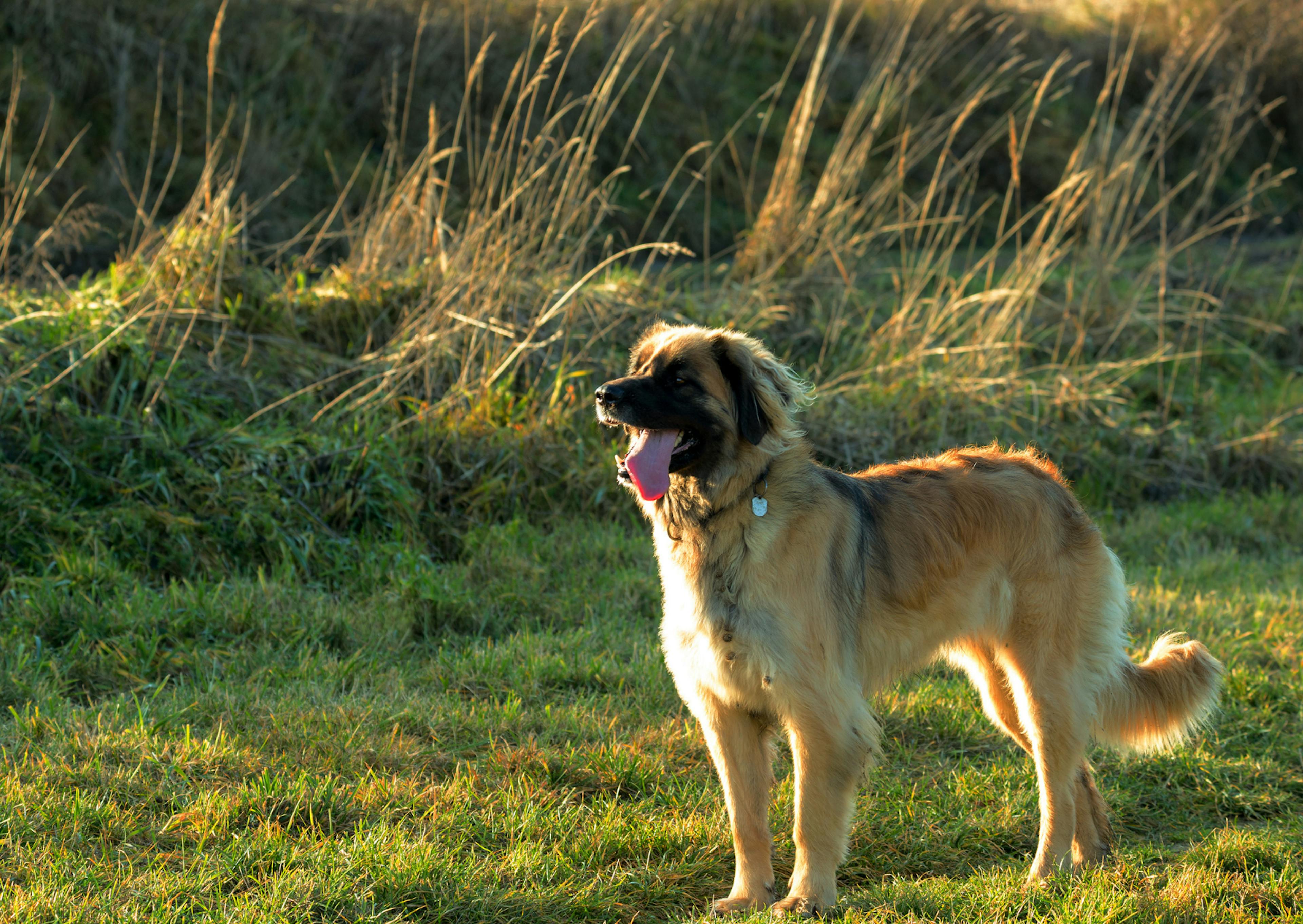 Leonberg debout, il regarde au loin, c'est le couché du soleil