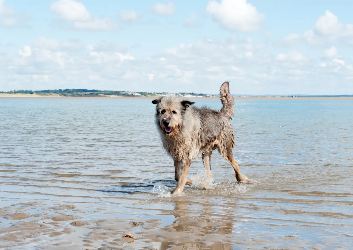 Lévrier Irlandais qui marche sur le sable et sur l'eau 