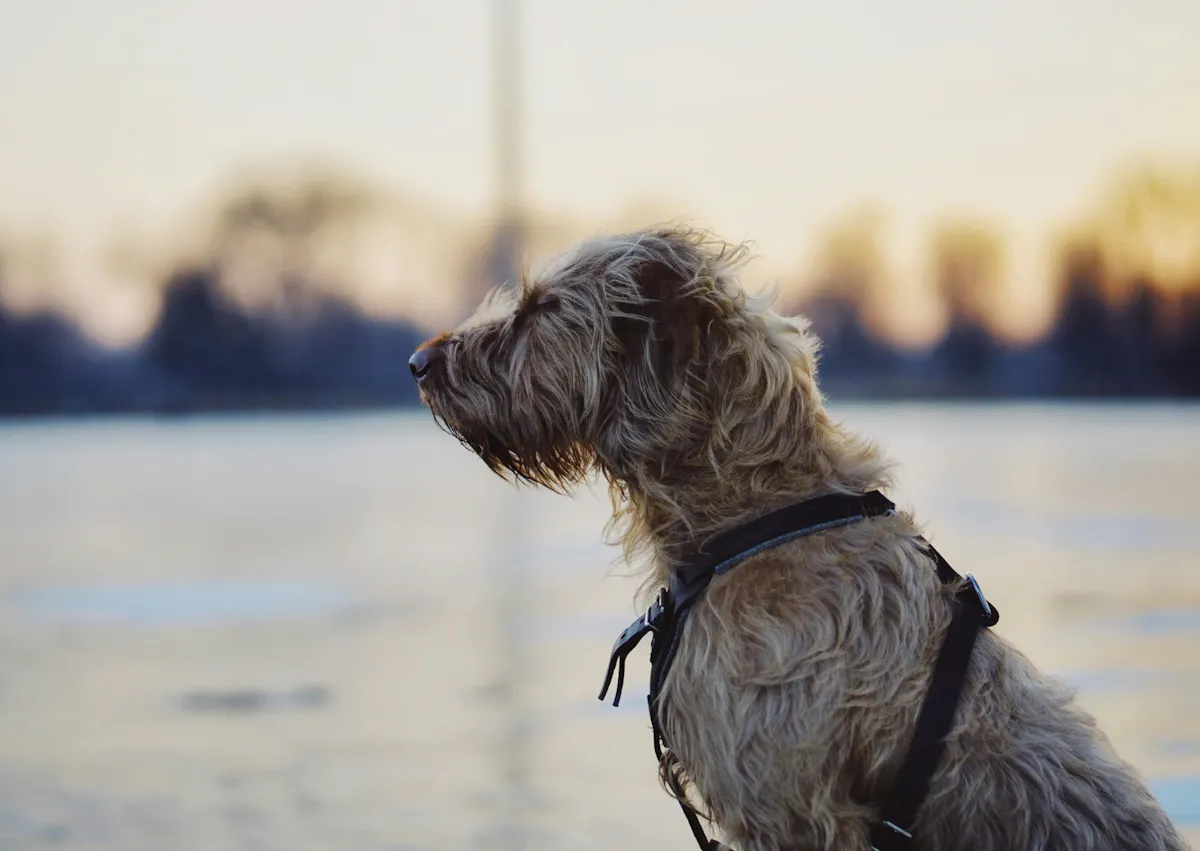 Lévrier Irlandais assis qui regarde au loin, derrière lui il y a un lac Lévrier Irlandais
