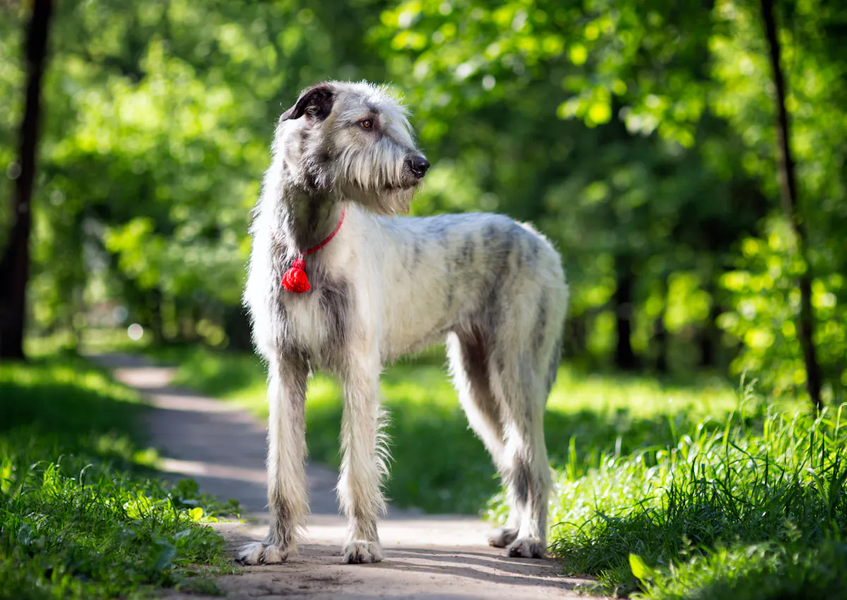 Lévrier Irlandais dans une forêt, il regarde derrière lui l'air curieux de ce qui se passe
