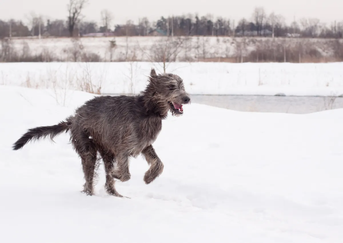 Lévrier Irlandais qui court dans la neige 