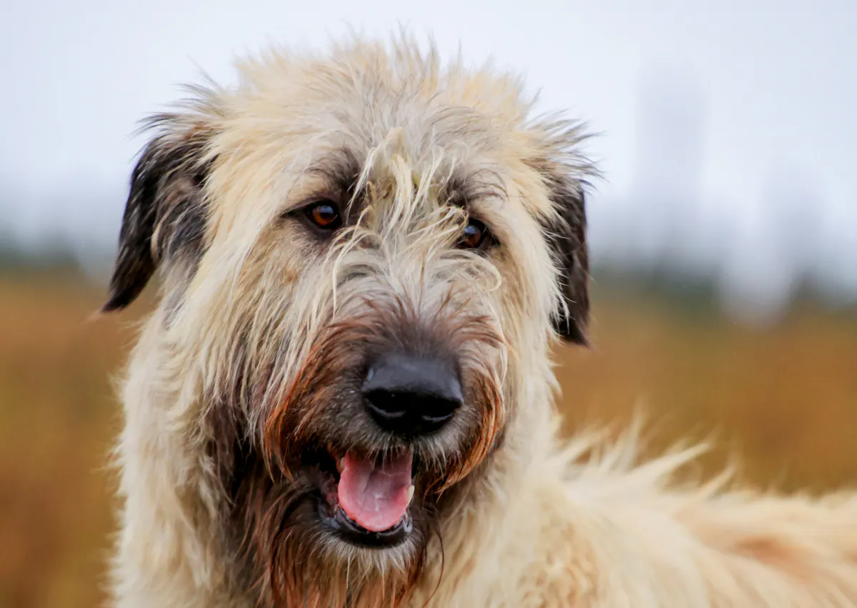 Lévrier Irlandais qui regarde devant lui