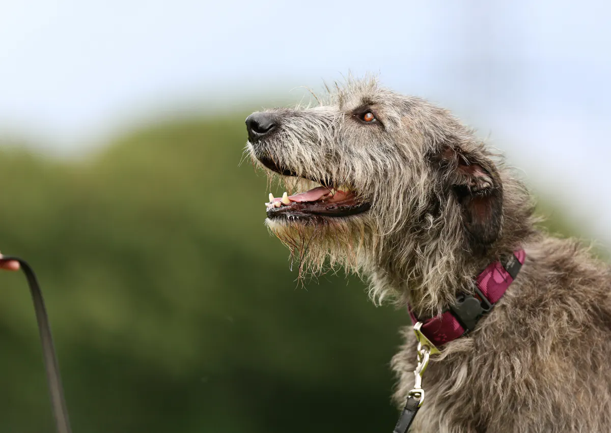 Lévrier Irlandais qui regarde evrs le haut 