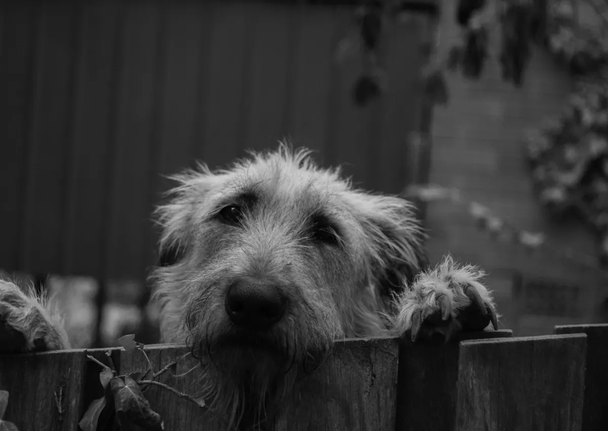 Lévrier Irlandais qui met les pattes sur un portail, on voit dépasser sa tête