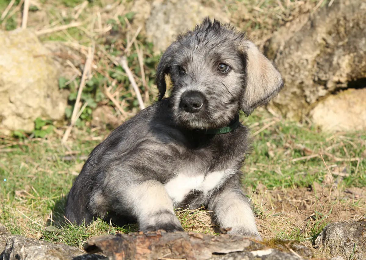 Lévrier Irlandais chiot dans un jardin