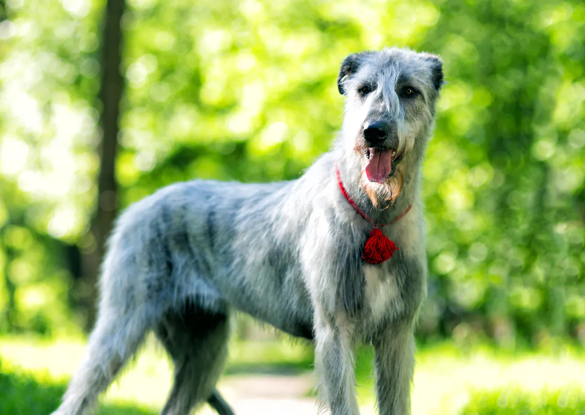 Lévrier Irlandais dans une forêt, il regarde devant lui l'air curieux 