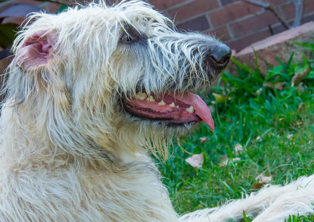 Lévrier Irlandais couché dans un jardin