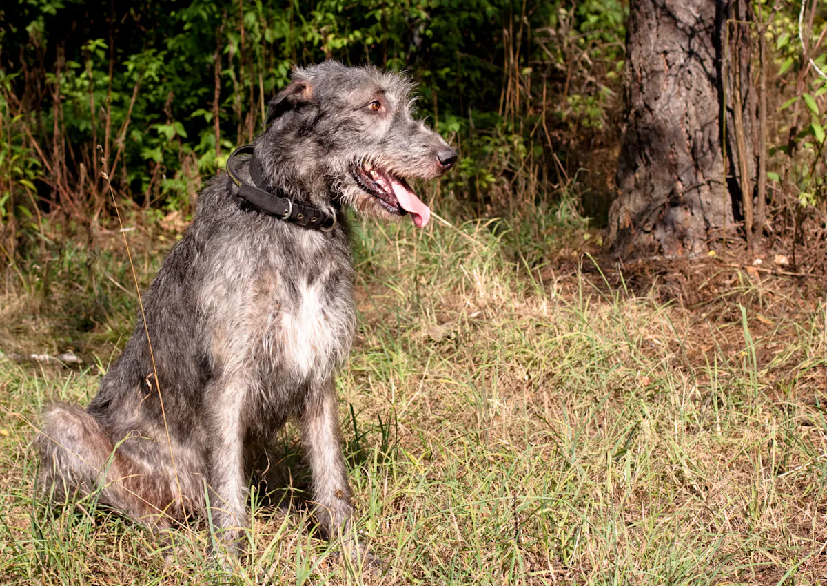Lévrier Irlandais assis, il regarde au loin
