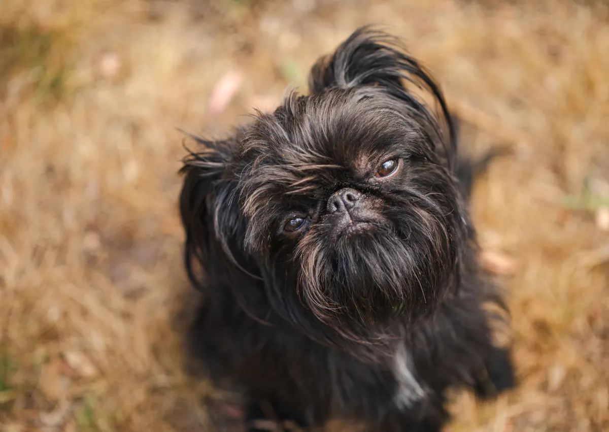 Griffon noir, il est assis et regarde vers le haut