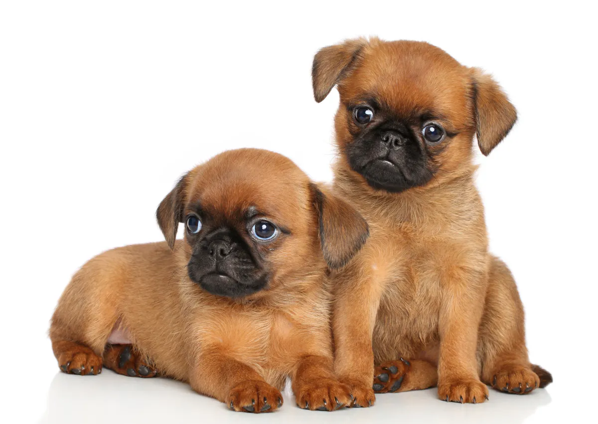 2 chiot Griffon, l'un assis et l'autre couché, ils regardent dans la même direction