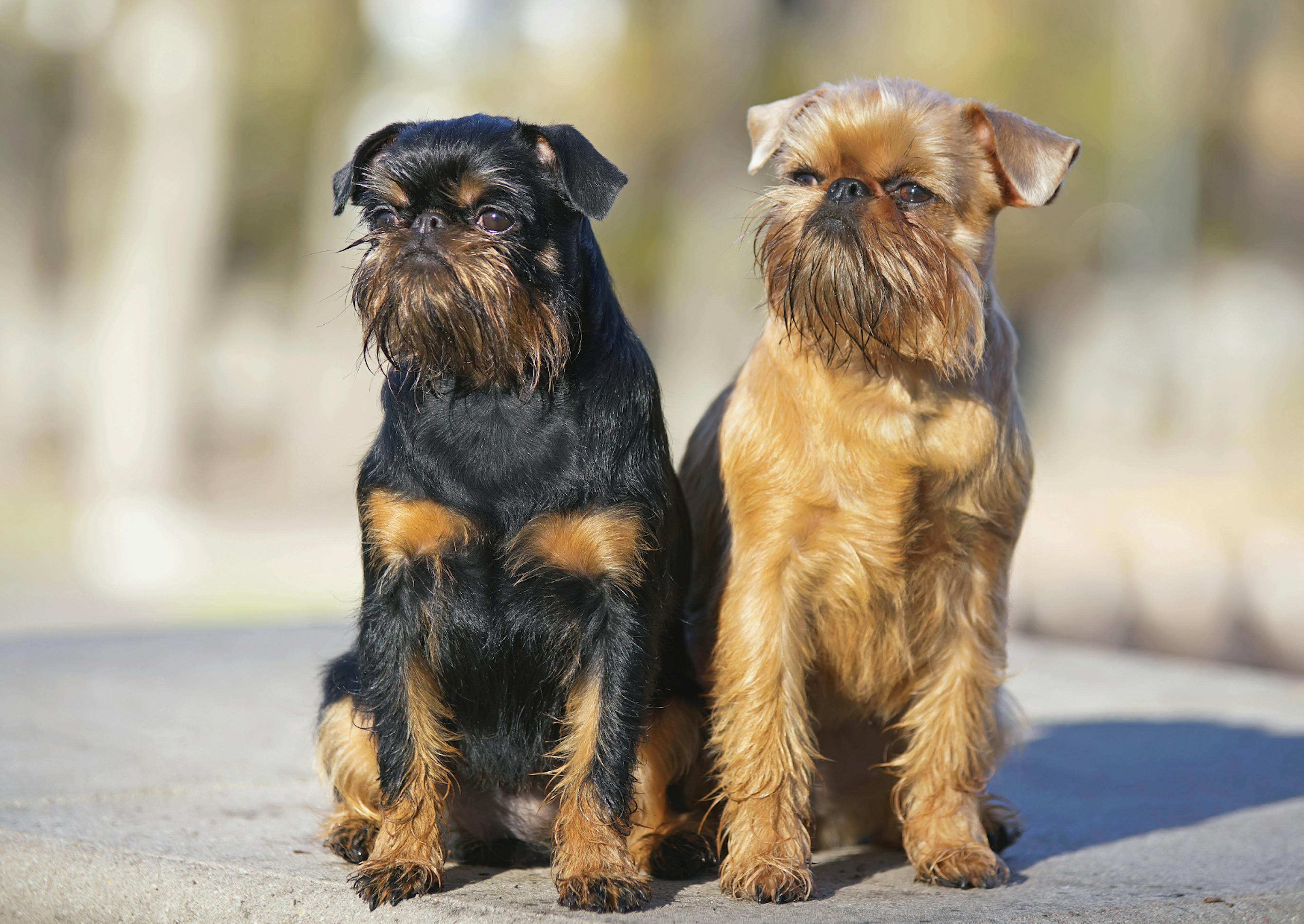 2 Griffon assis l'un a côté de l'autre 