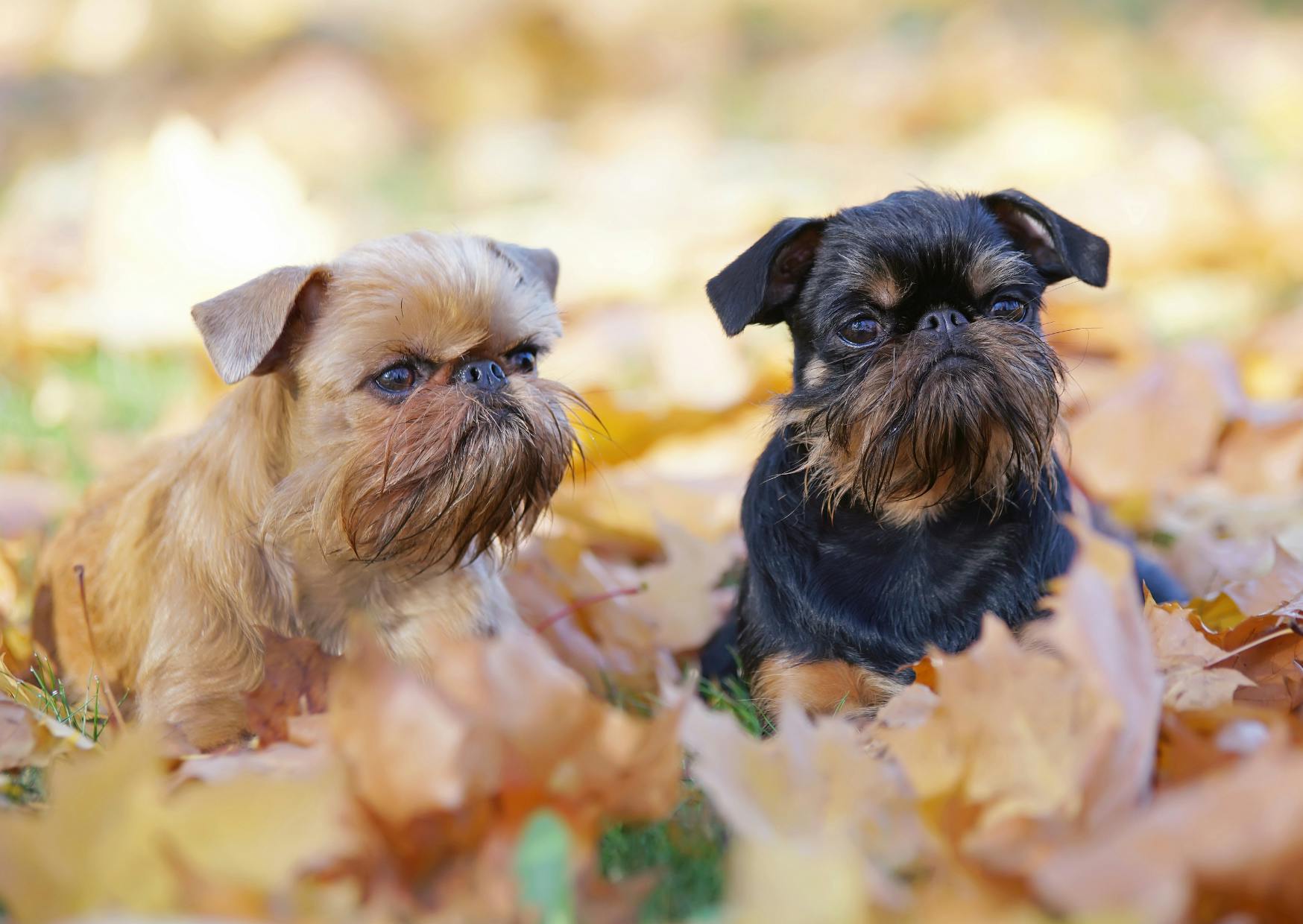 2 Griffon couché dans l'herbe