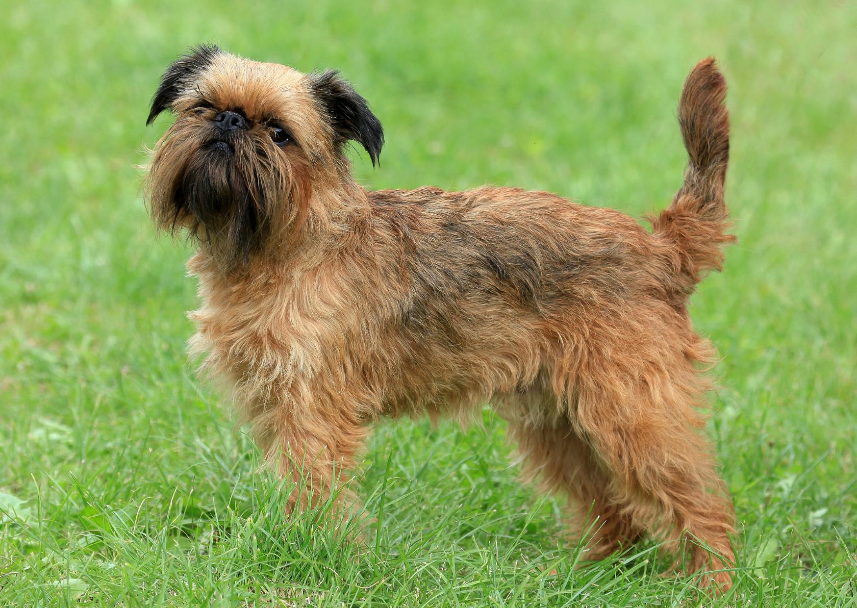 Griffon debout dans l'herbe, il regarde vers le haut