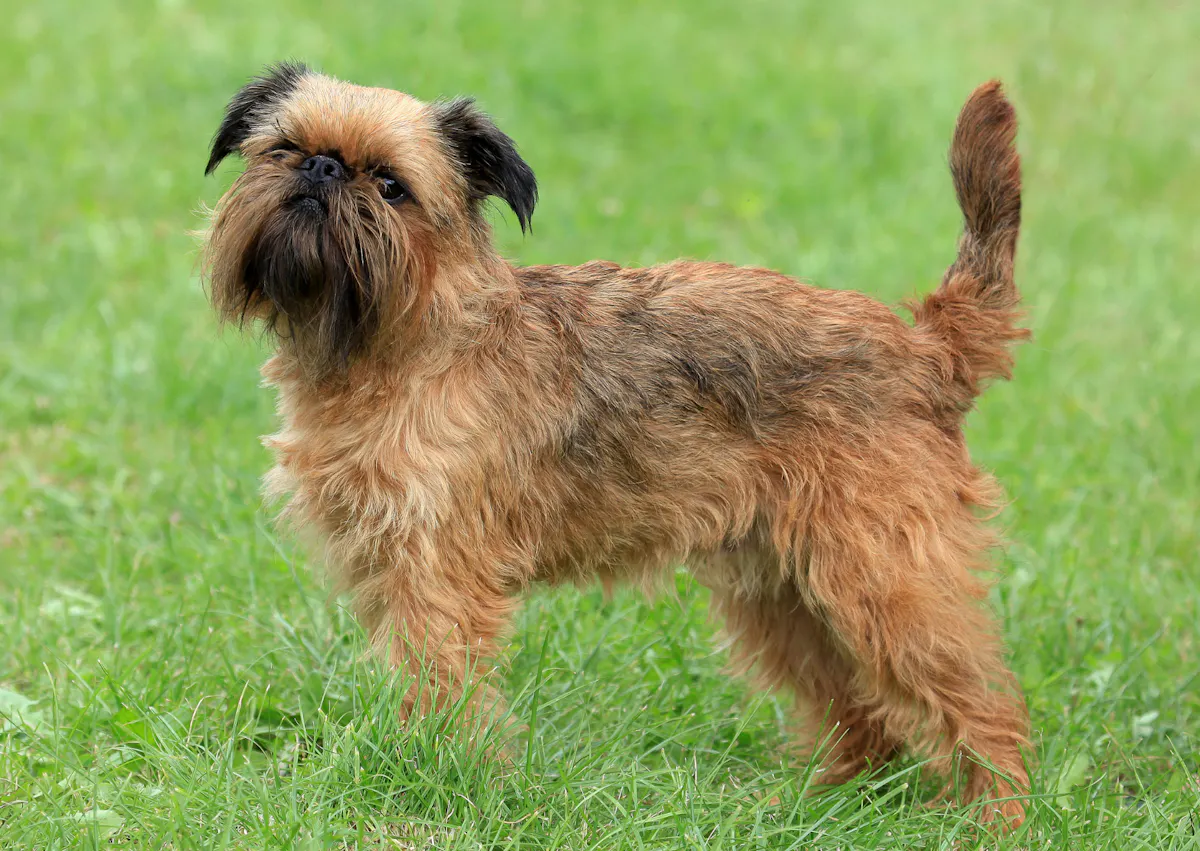 Griffon debout dans l'herbe, il regarde vers le haut 
