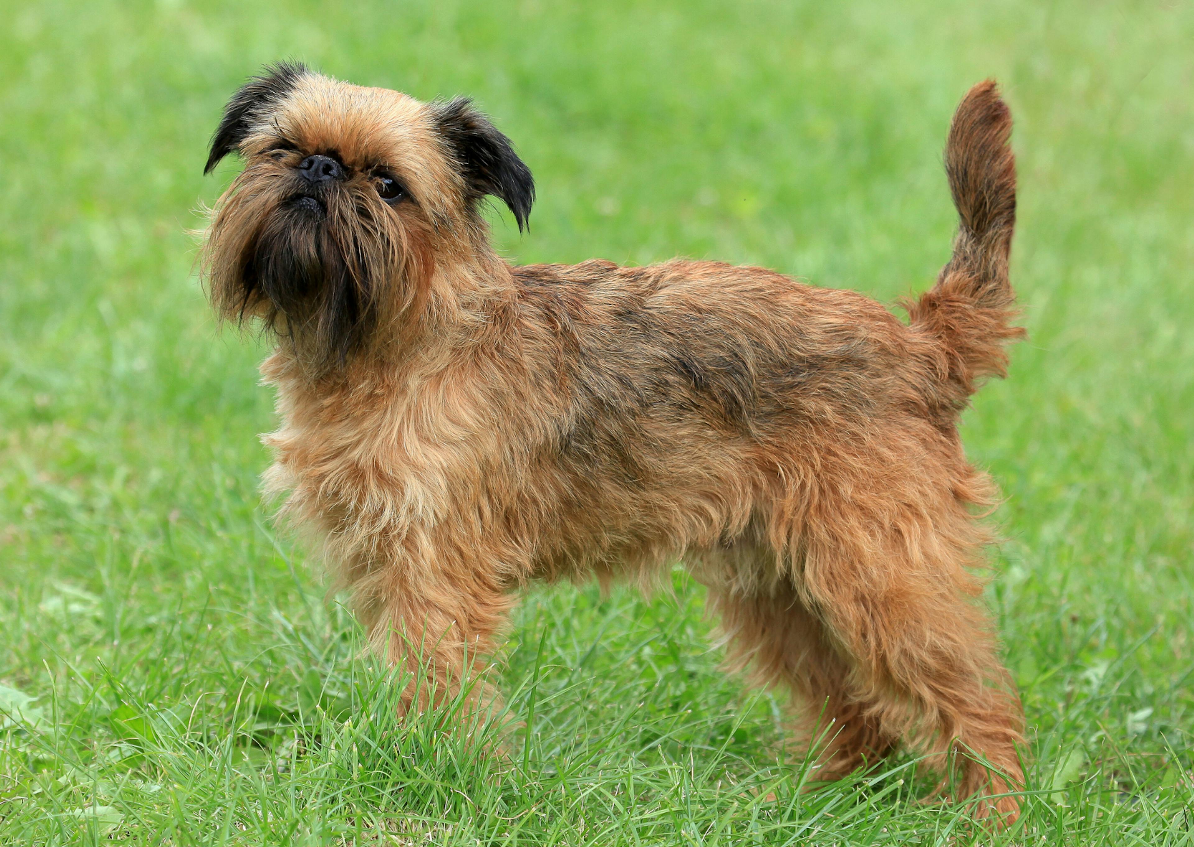 Griffon debout dans l'herbe, il regarde vers le haut 