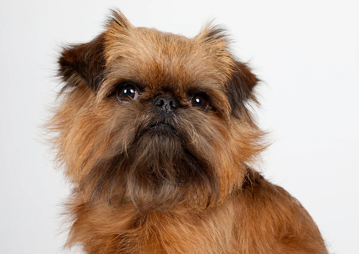 Griffon sur fond blanc