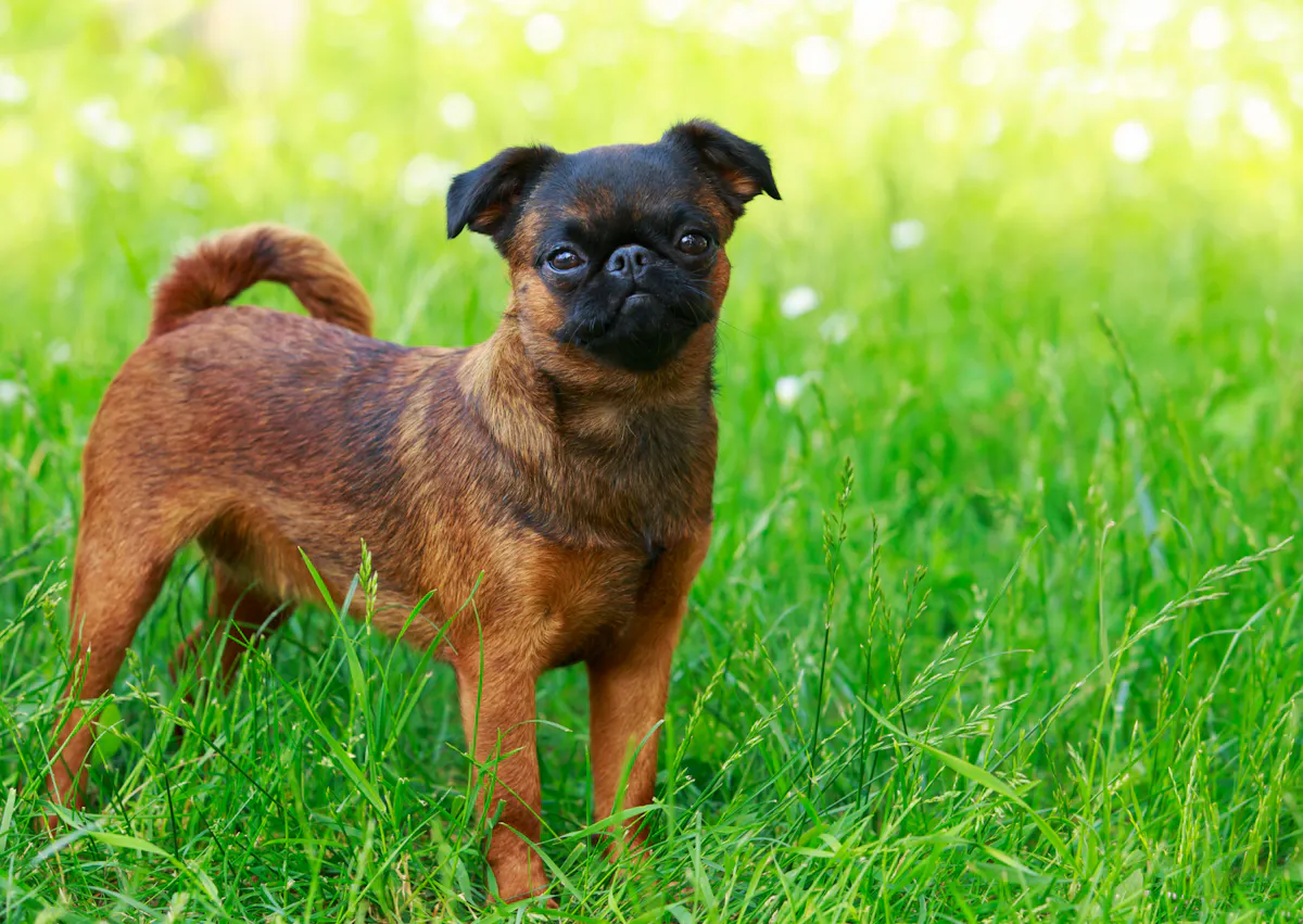 Griffon debout dans une pelouse, il rearde l'objectif