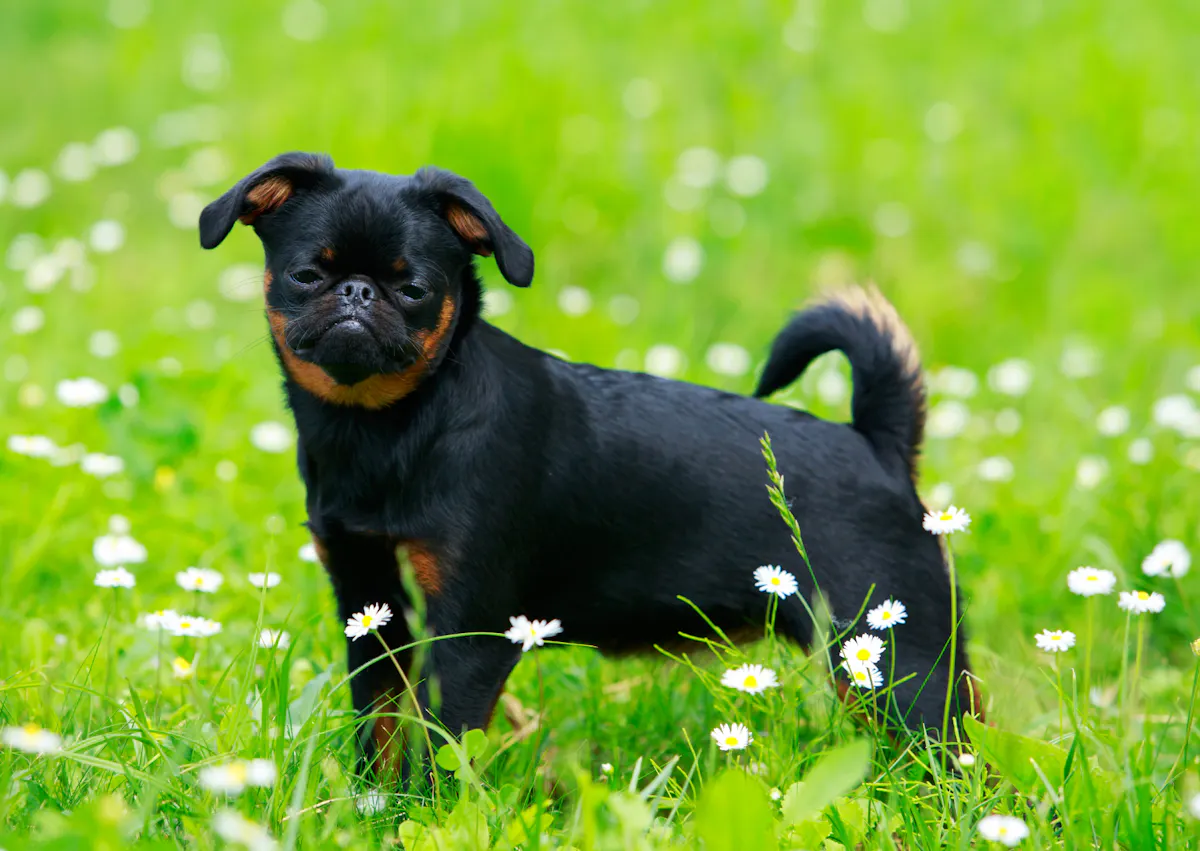 Griffon debout dans une pelouse