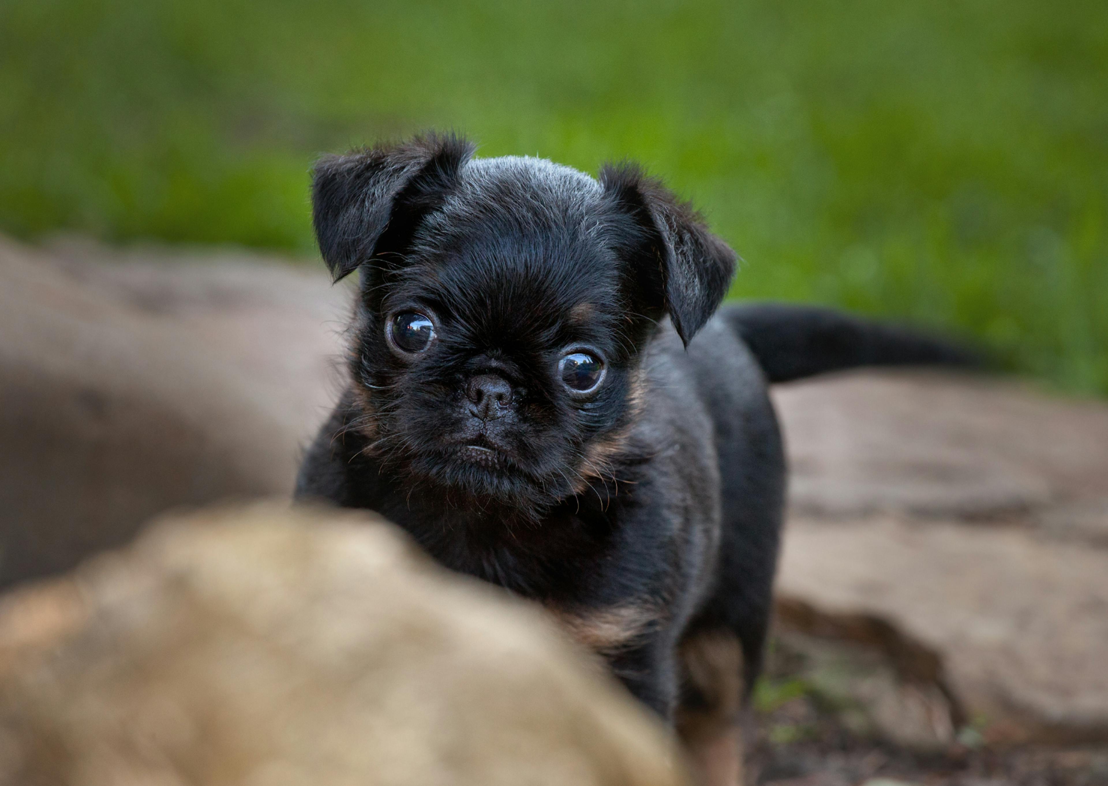 Griffon sur une pelouse 