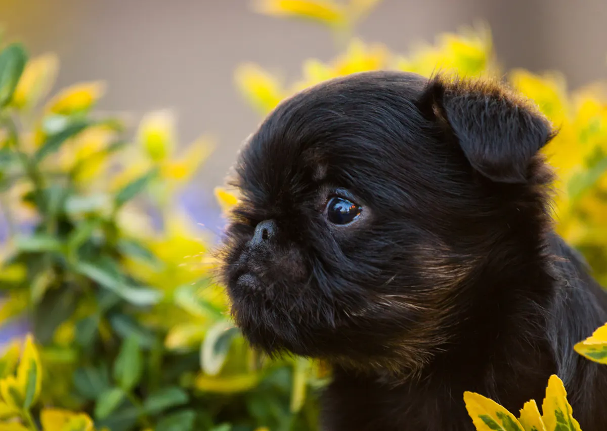 Griffon à travers des mimosa, il est noir et regarde au loin 