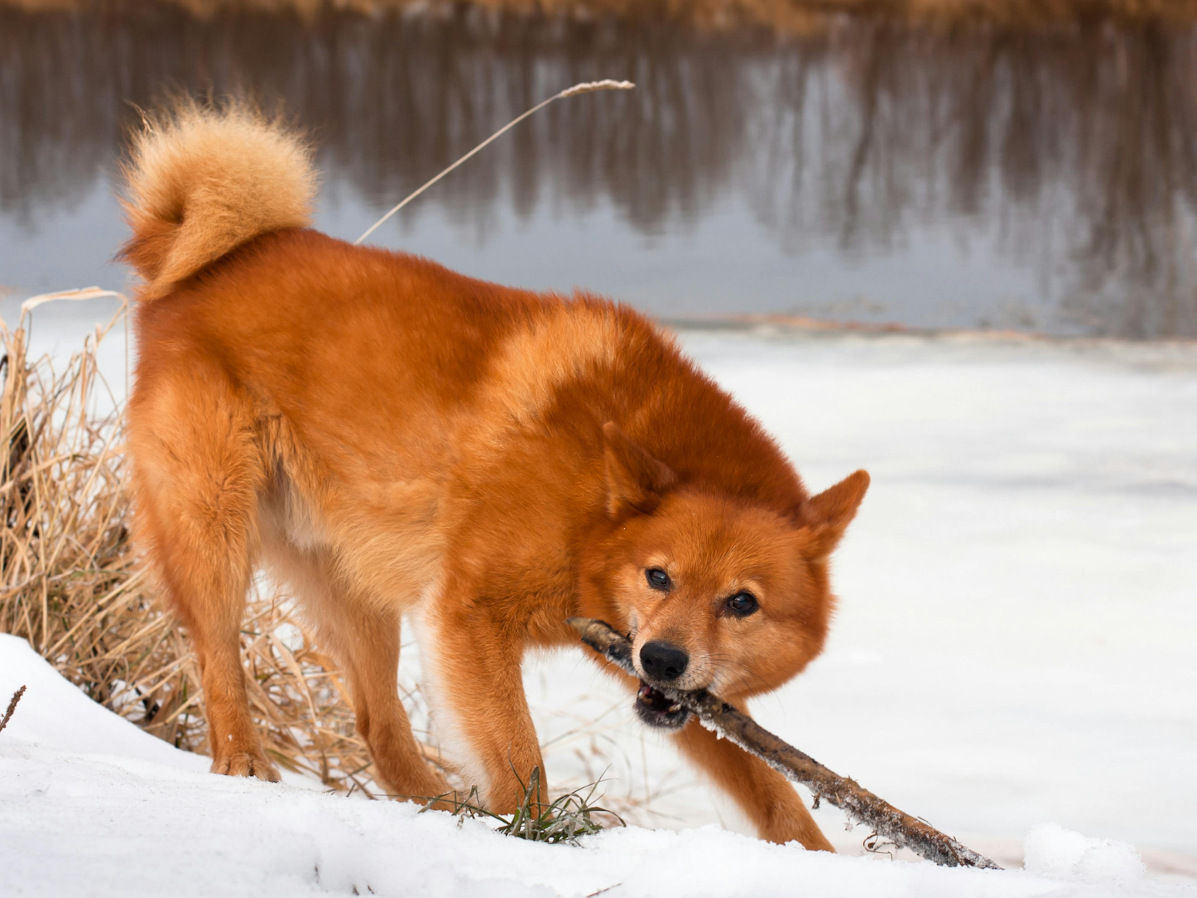 Chiens primitifs dans la neige, il mord un bâton