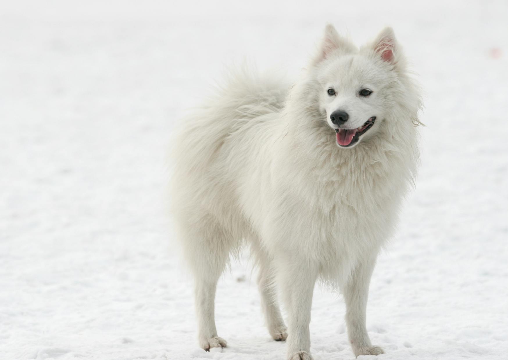 Chiens primitifs debout dans la neige