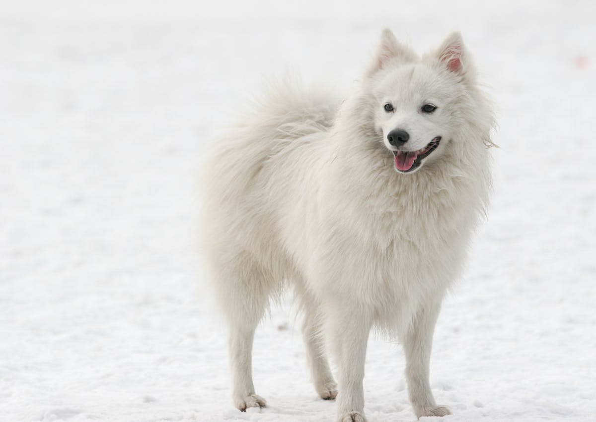 Chiens primitifs debout dans la neige 