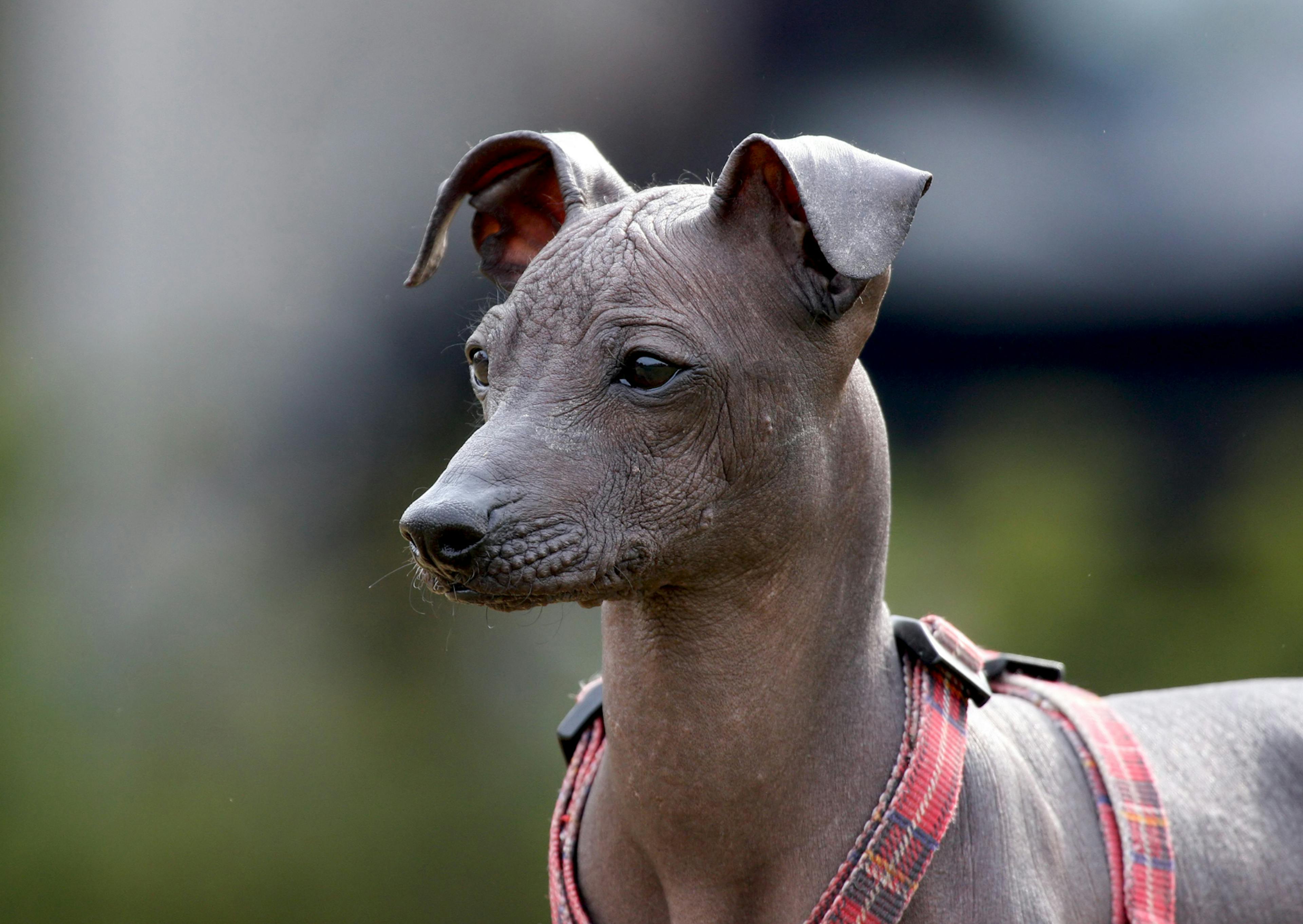 Chiens primitifs qui regarde au loin, il a un harnais rouge 