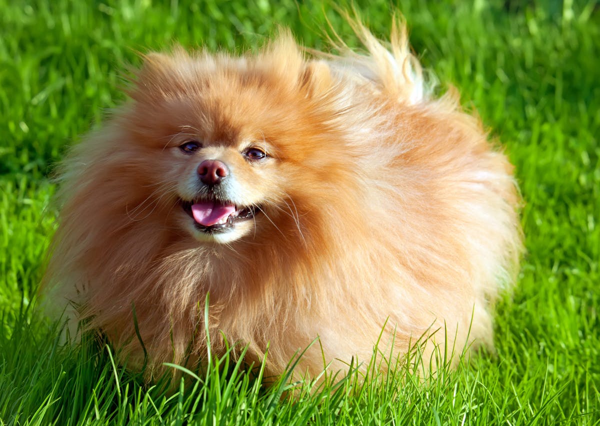 Chiens primitifs dans une étendue d'herbe verte, il tire la langue