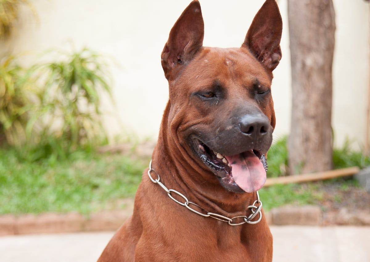 Chiens primitifs qui tire la langue, derrière lui il y a un parterre de fleurs