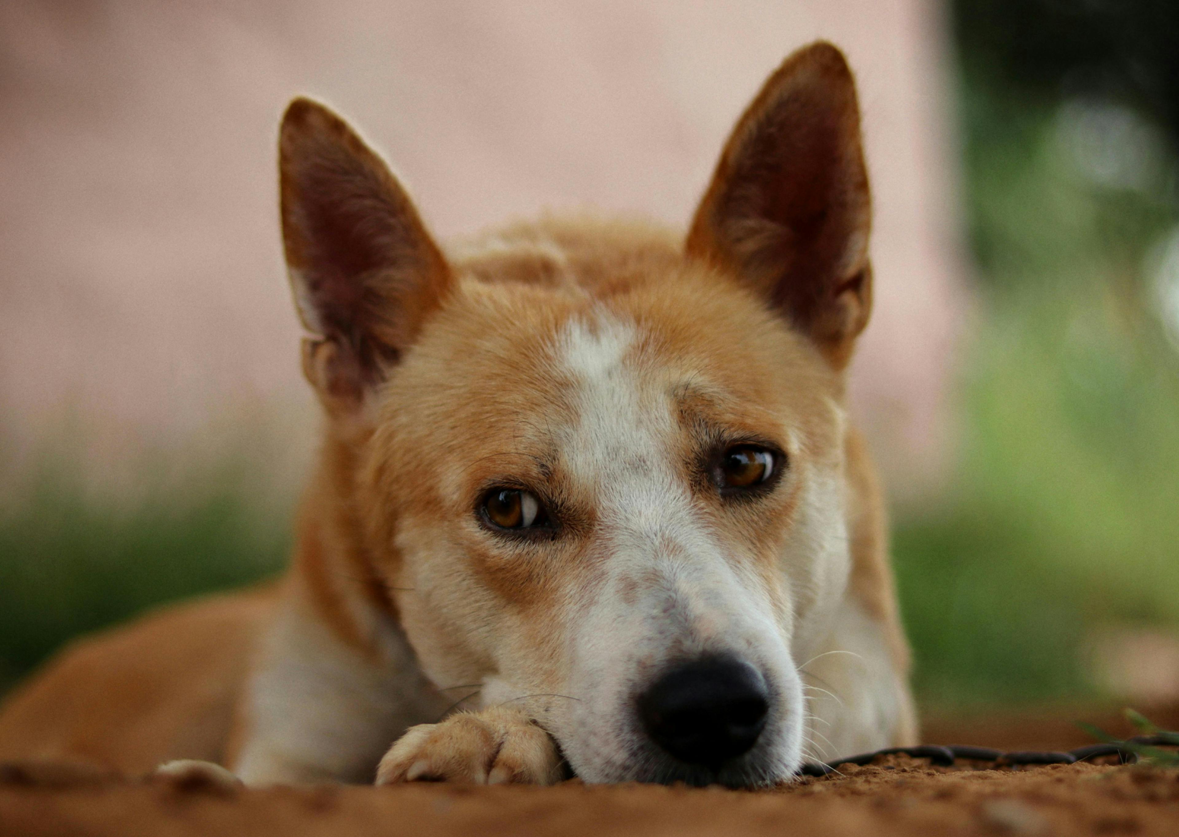 Chiens primitifs couché, il regarde sur le côté 