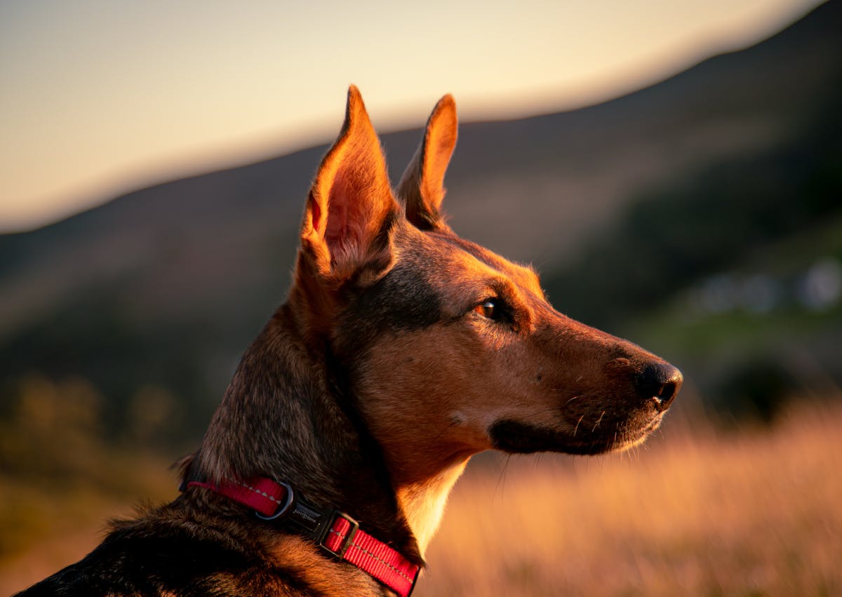 Chiens primitifs qui regarde au loin avec le couché du soleil