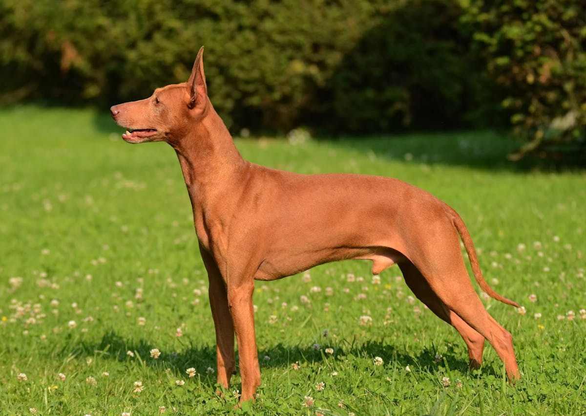 Chiens primitifs dans une pelouse