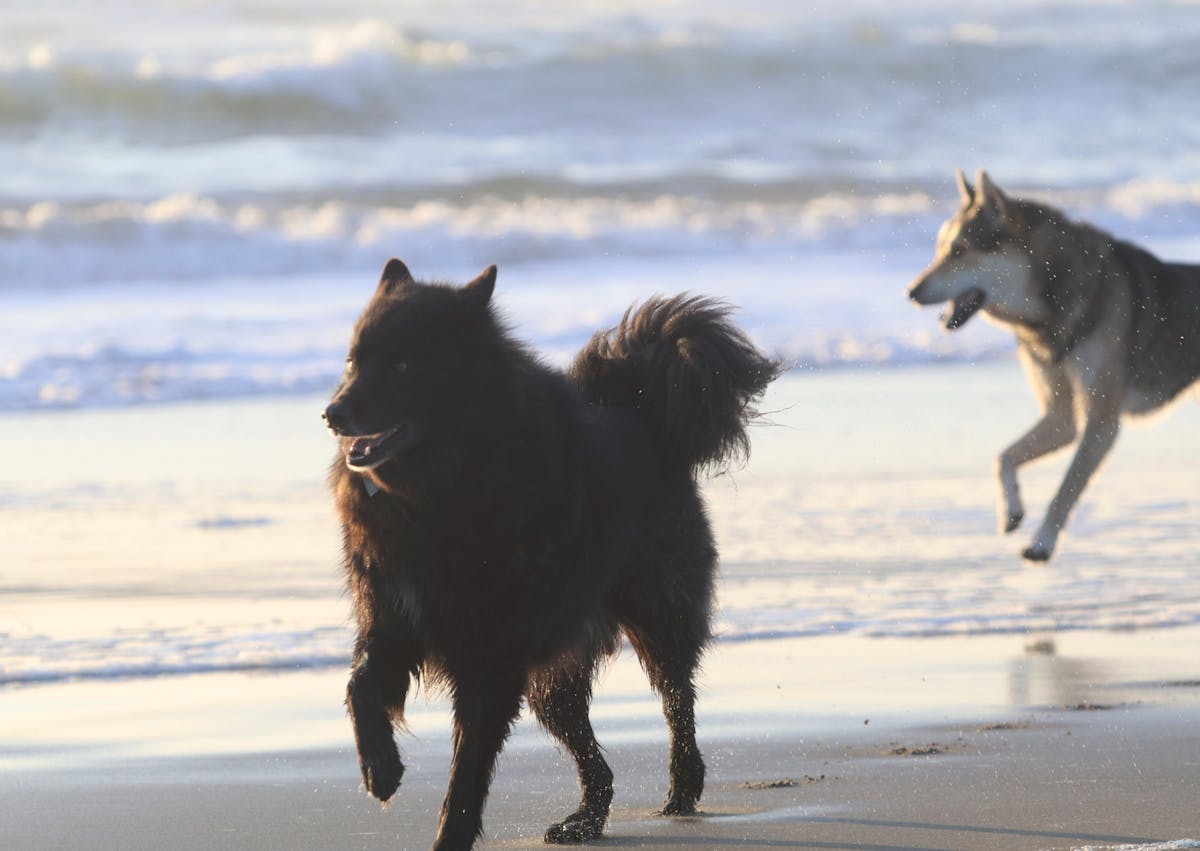 Chiens primitifs au bord d'une plage