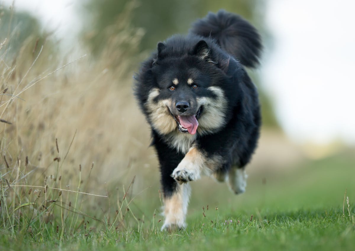 Chiens primitifs qui court dans l'herbe, il tire la langue