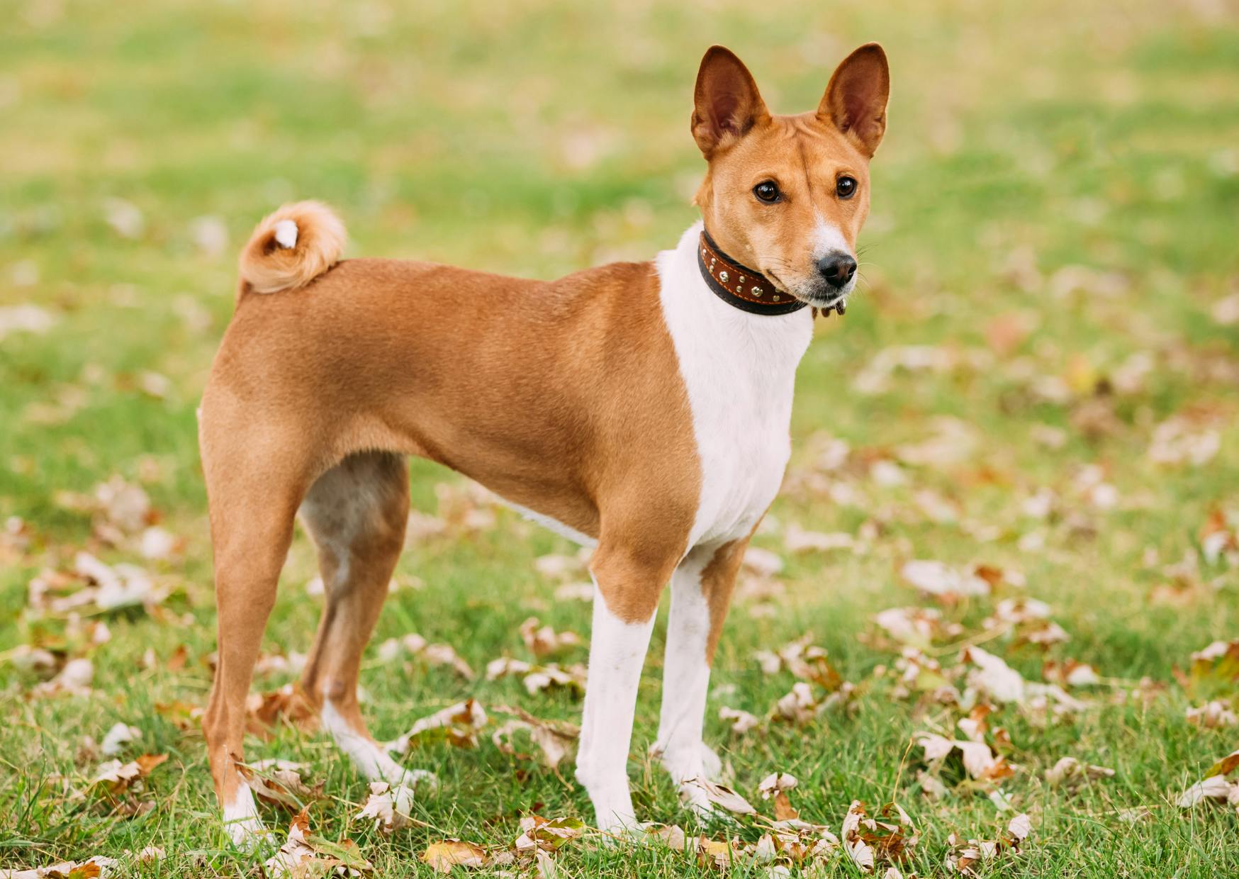 Chiens primitifs debout sur une pelouse, il regarde au loin