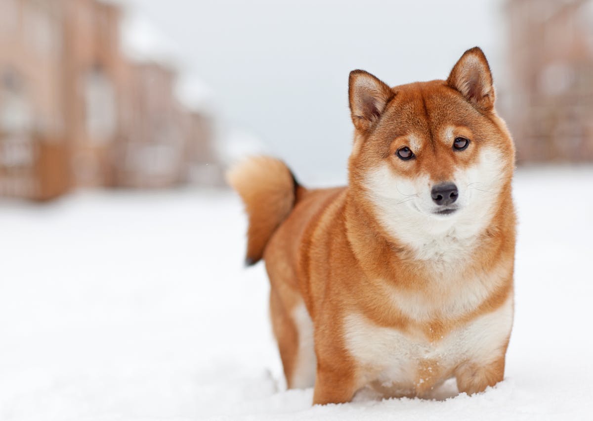Chiens primitifs dans la neige, il regarde cuireusement la caméra