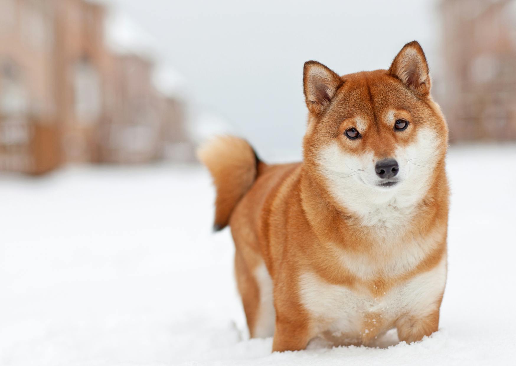 Chiens primitifs dans la neige, il regarde cuireusement la caméra
