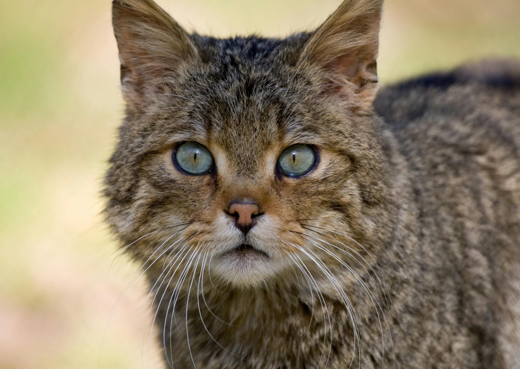 chat européen dehors, il regarde fixement au loinchat européen