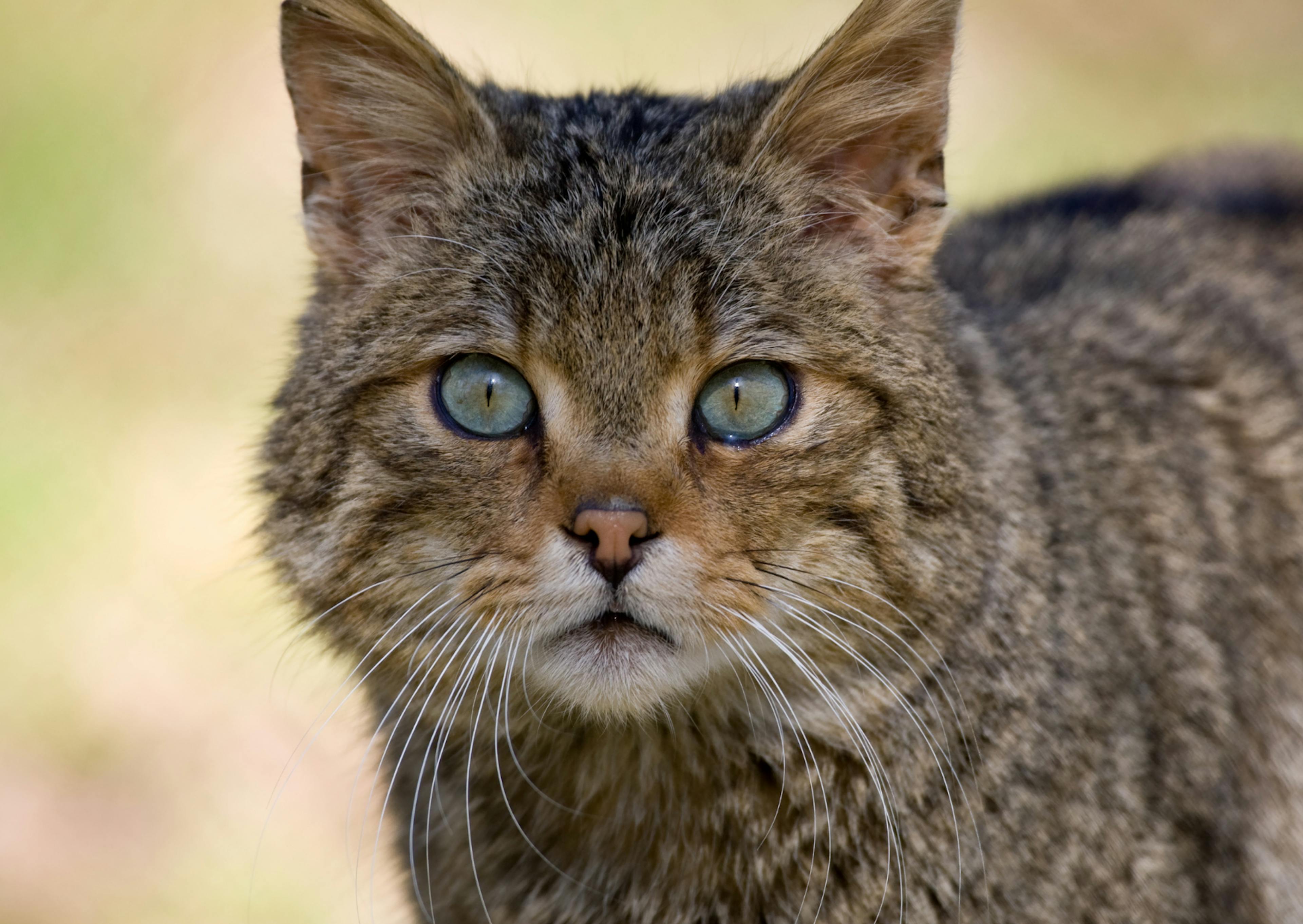 chat européen dehors, il regarde fixement au loinchat européen 