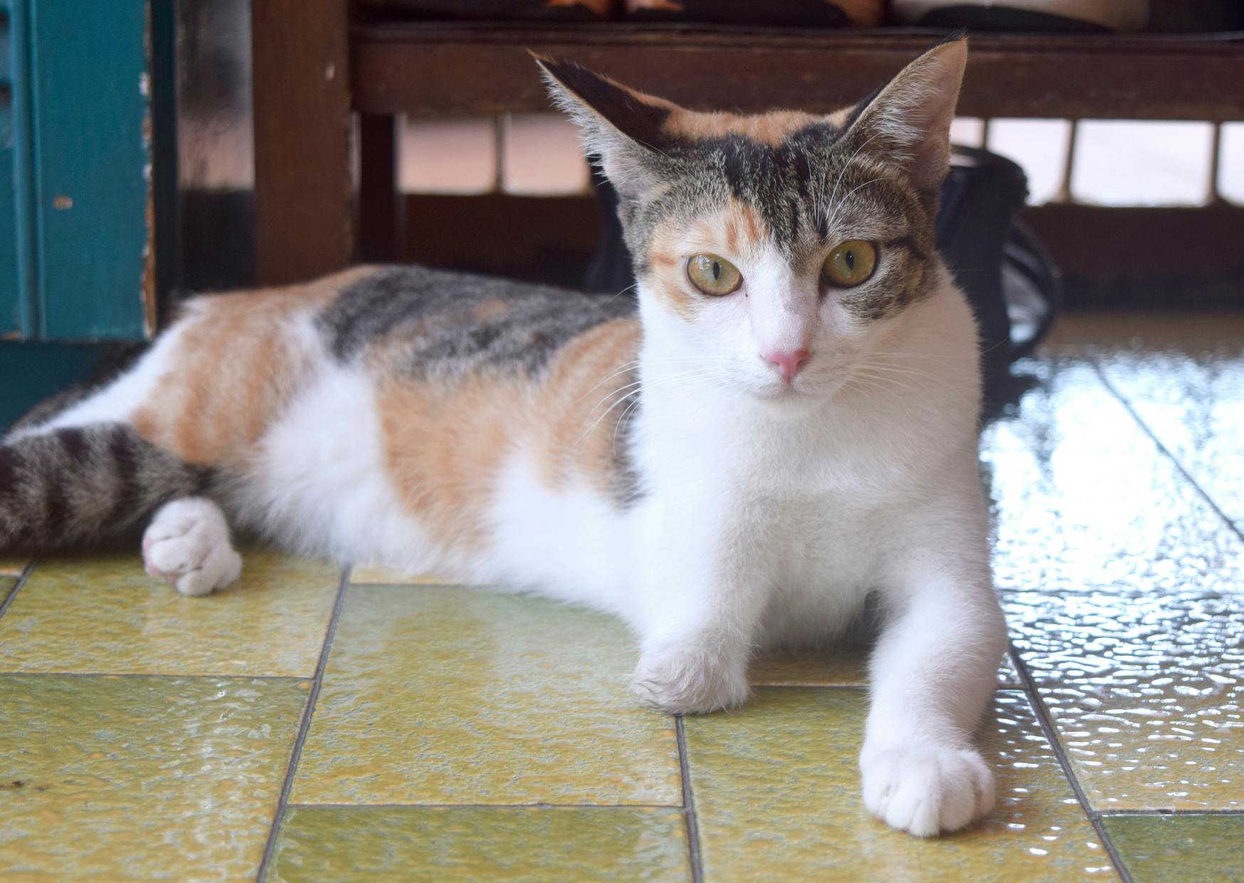 chat européen couché sur du carelage