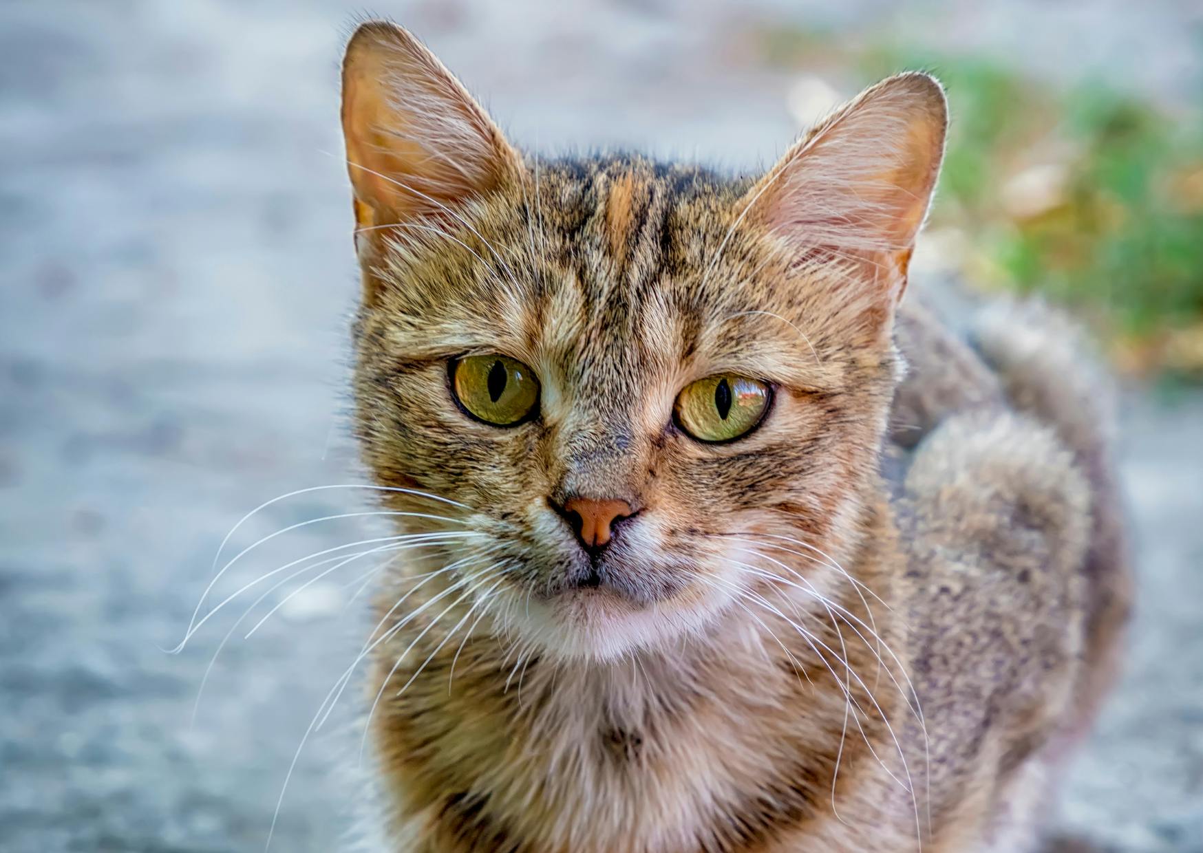 chat européen debout sur une terasse