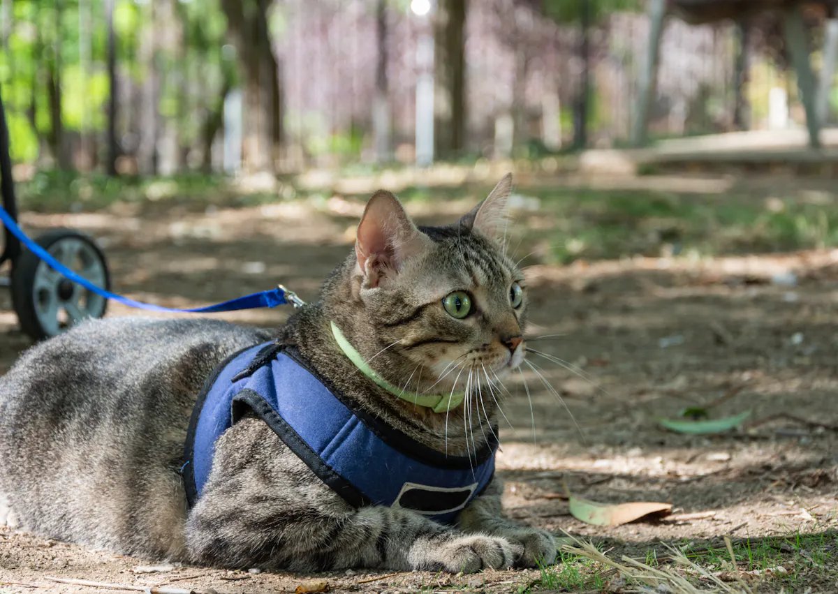 chat européen avec un harnais, il regarde au loin