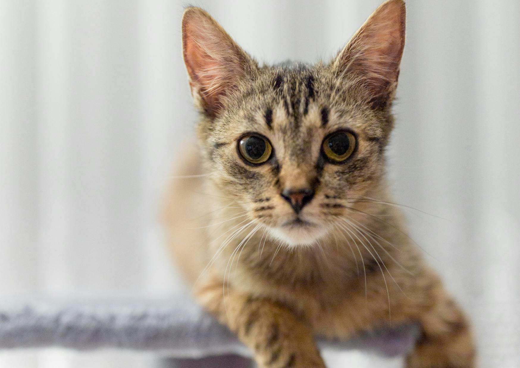 chat européen couché sur un arbre à chat